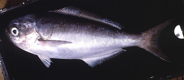 (Schedophilus Cocco, 1839) Род Шедофилусы, Шедофилы, Шедофы, Genus